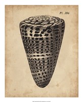 Vintage Diderot Shell I Fine Art Print