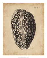 Vintage Diderot Shell II Fine Art Print