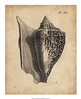 Vintage Diderot Shell III Fine Art Print