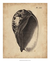 Vintage Diderot Shell IV Fine Art Print