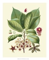 Botanical Glory I Fine Art Print