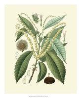 Botanical Glory II Fine Art Print