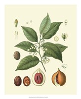 Botanical Glory III Fine Art Print