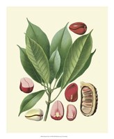 Botanical Glory VI Fine Art Print