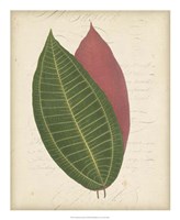 Textured Leaf Study I Fine Art Print