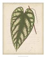 Textured Leaf Study II Fine Art Print