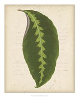 Textured Leaf Study III Fine Art Print