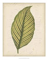 Textured Leaf Study IV Fine Art Print