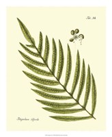Antique Fern I Fine Art Print