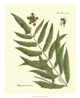 Antique Fern II Fine Art Print