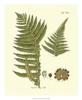 Antique Fern III Fine Art Print