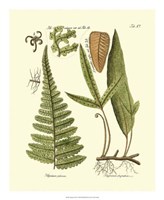 Antique Fern IV Fine Art Print