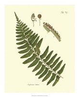 Antique Fern V Fine Art Print