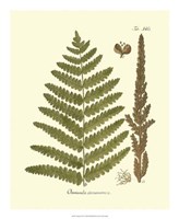 Antique Fern VI Fine Art Print