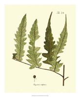 Antique Fern VII Fine Art Print