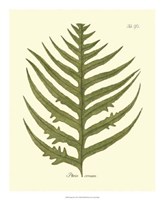 Antique Fern VIII Fine Art Print