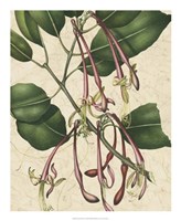 Botanic Beauty I Fine Art Print