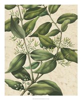 Botanic Beauty III Fine Art Print