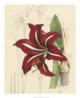 Floral Pairings I Fine Art Print