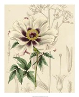 Floral Pairings II Fine Art Print