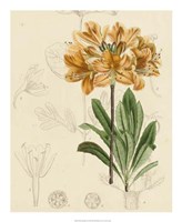 Floral Pairings III Fine Art Print