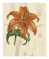 Floral Pairings IV Fine Art Print