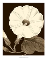 Glorious Blooms I Fine Art Print