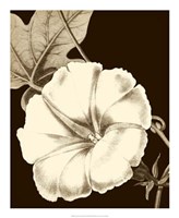 Glorious Blooms II Fine Art Print