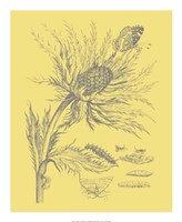 Nature's Optimism I Fine Art Print