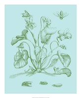 Spring Cyclamen II Fine Art Print