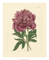 Eva's Garden I Fine Art Print