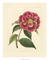 Eva's Garden III Fine Art Print