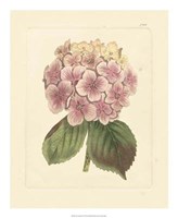 Eva's Garden IV Fine Art Print