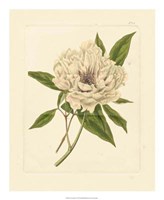 Eva's Garden V Fine Art Print