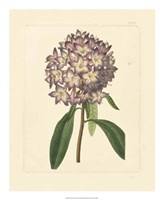 Eva's Garden VI Fine Art Print