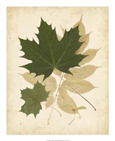 Nature's Collage I Fine Art Print