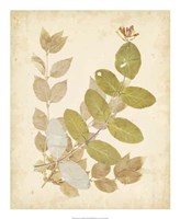 Nature's Collage II Fine Art Print