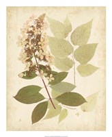 Nature's Collage III Fine Art Print