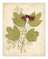 Nature's Collage IV Fine Art Print