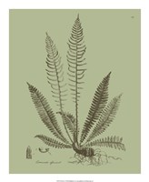 Fresh Ferns I Fine Art Print