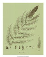 Fresh Ferns III Fine Art Print
