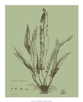 Fresh Ferns IV Fine Art Print