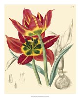 Elegant Tulips I Fine Art Print