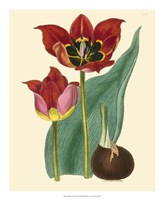 Elegant Tulips II Fine Art Print