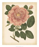 Antique Rose I Fine Art Print