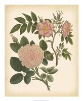 Antique Rose II Fine Art Print