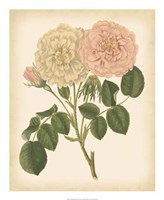 Antique Rose III Fine Art Print