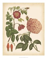 Antique Rose IV Fine Art Print