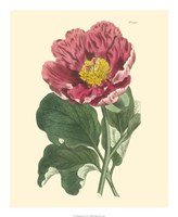 Blushing Peony I Fine Art Print