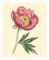 Blushing Peony III Fine Art Print
